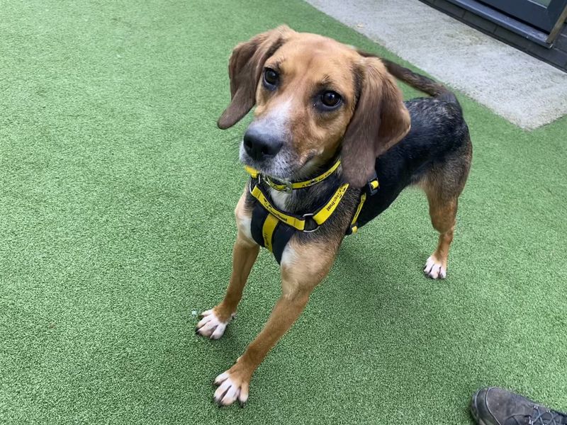 Beagle for adoption in Ilfracombe, North Devon – 3 years old - Image 2 of 4