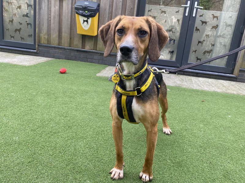Beagle for adoption in Ilfracombe, North Devon – 3 years old - Image 3 of 4