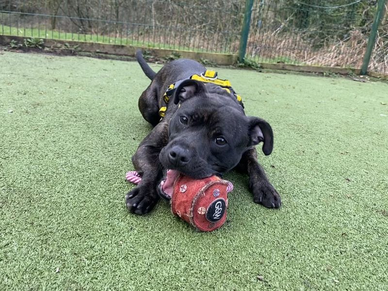 Staffordshire Bull Terrier for adoption in Ilfracombe, Devon – 1 year old - Image 3 of 4