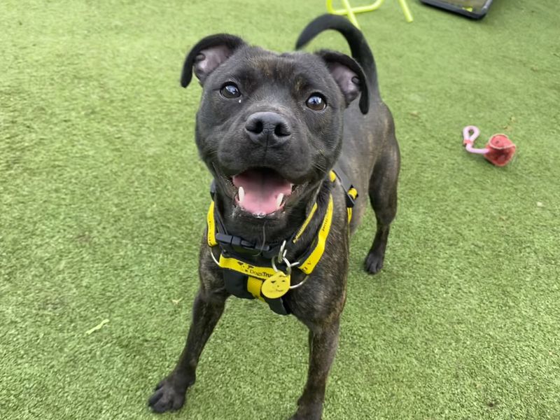 Staffordshire Bull Terrier for adoption in Ilfracombe, Devon – 1 year old - Image 4 of 4