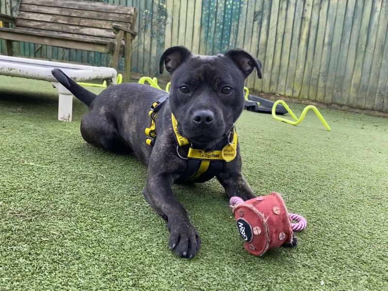 Staffordshire Bull Terrier for adoption in Ilfracombe, Devon – 1 year old - Image 2 of 4