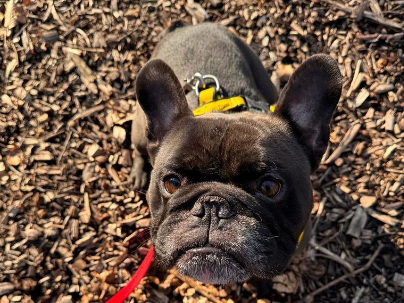 Frankie for sale in Chestfield, Kent