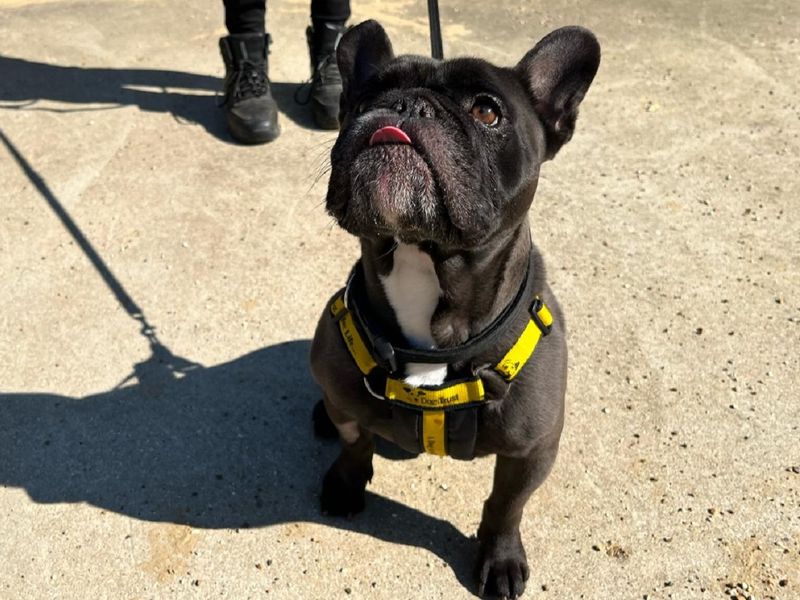 Frankie for sale in Chestfield, Kent | Image 2