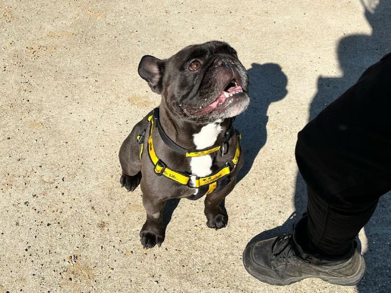 Frankie for sale in Chestfield, Kent | Image 4