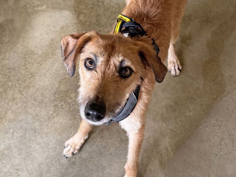 Murphy | Lurcher | Basildon (Essex) - 1