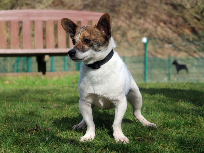 Jack Russell Terrier for adoption in Liverpool, Merseyside – 5 years old - Image 3 of 3