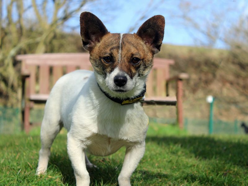 Pickles | Terrier (Jack Russell) Cross | Merseyside (Liverpool) - 1