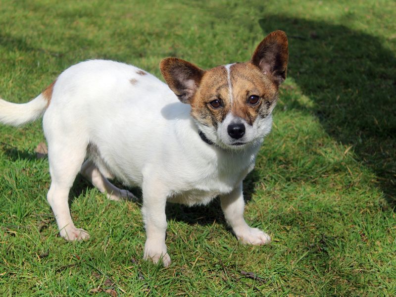 Jack Russell Terrier for adoption in Liverpool, Merseyside – 5 years old - Image 2 of 3