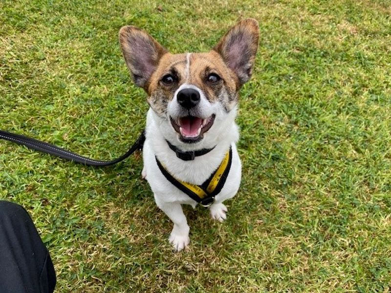 Pickles | Terrier (Jack Russell) Cross | Merseyside (Liverpool) - 1