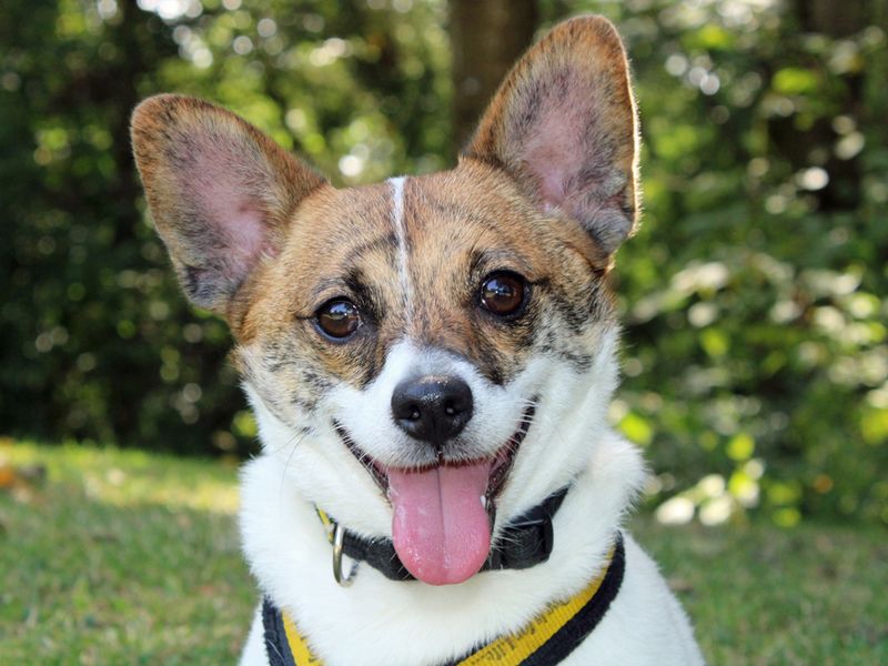 Pickles | Terrier (Jack Russell) Cross | Merseyside (Liverpool) - 1
