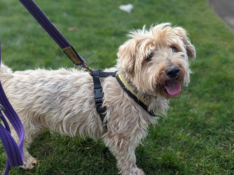 Eddie for sale in Mid Glamorgan, Wales - Image 2