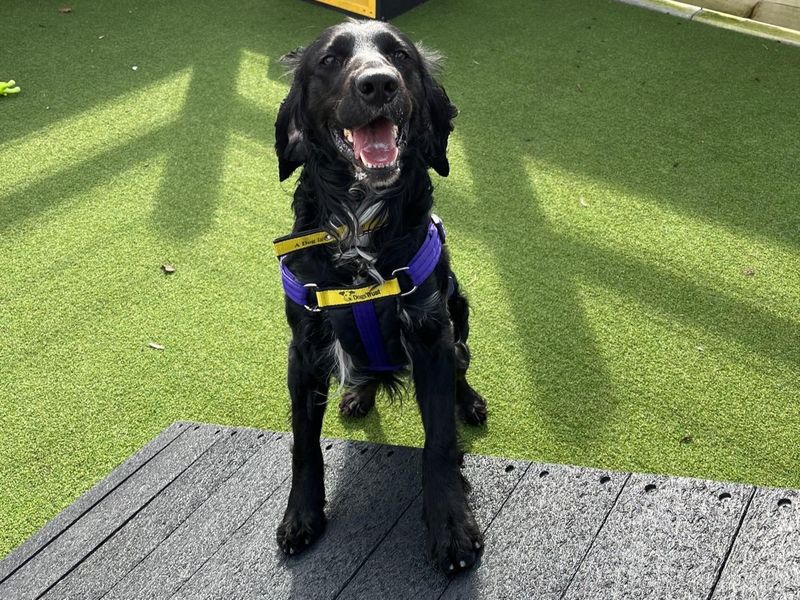 Luca for sale in Ballymena, Co Antrim | Image 2