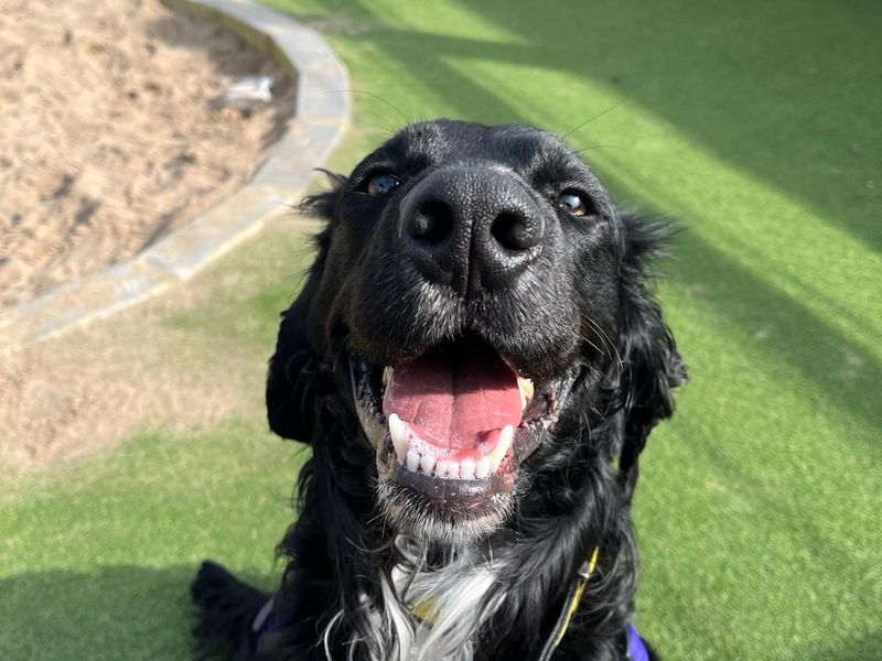 Luca for sale in Ballymena, Co Antrim