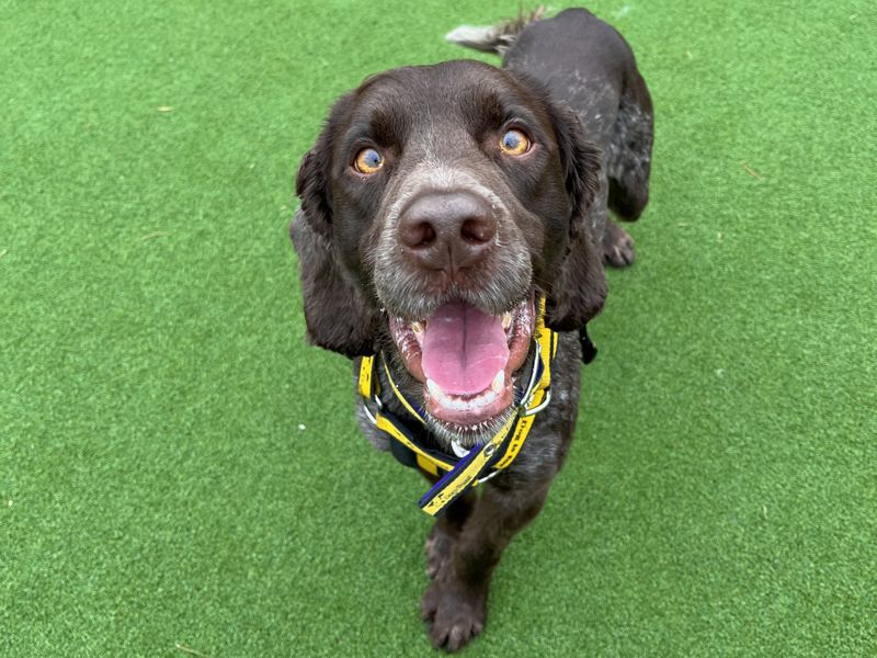 Male (Dog) Pointer Dogs And Puppies For Adoption, Rehoming And Rescue In Little Canfield, Essex