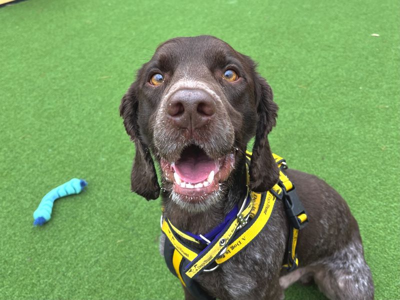 Cocker Spaniel for adoption in Ballymena, County Antrim – 3 years old - Image 3 of 3