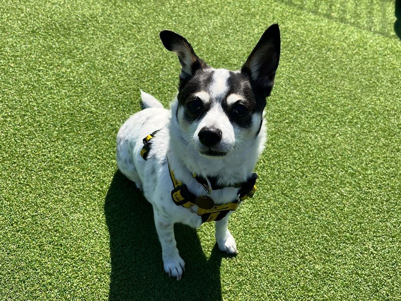 Monty for sale in Chestfield, Kent - Image 3