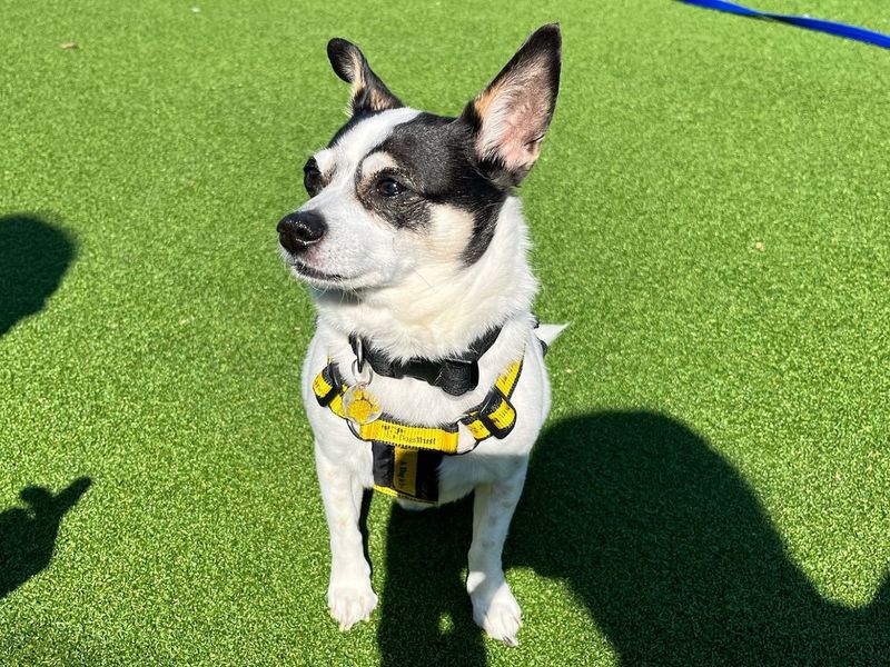 Monty for sale in Chestfield, Kent | Image 2
