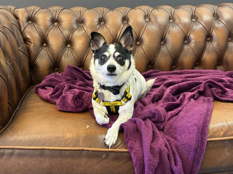 Monty for sale in Chestfield, Kent