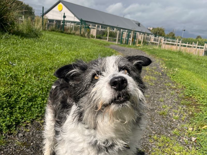 Ella | Crossbreed | Ballymena (Northern Ireland) - 1