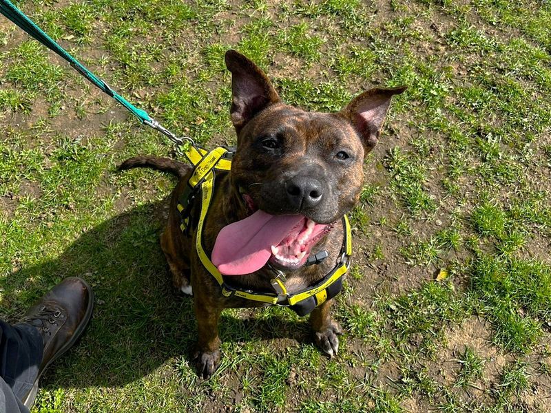 Staffordshire Bull Terrier for adoption in Chestfield, Kent – 11 months old - Image 4 of 5