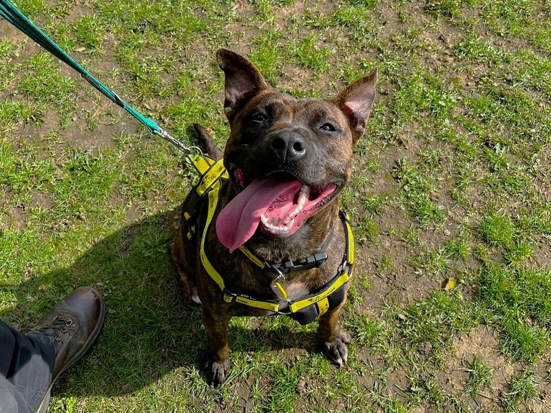 Staffordshire Bull Terrier for adoption in Chestfield, Kent – 11 months old - Image 5 of 5