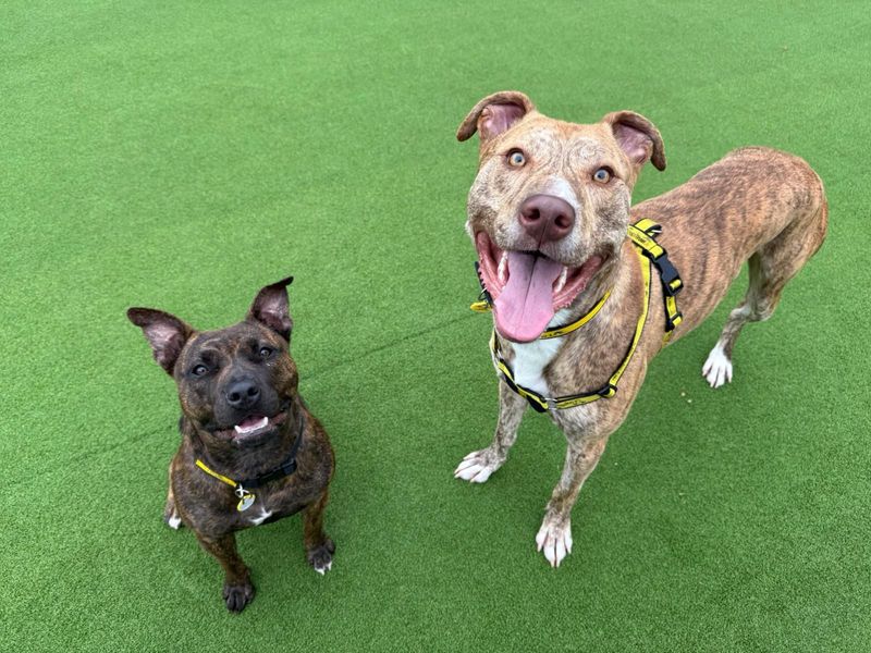 Staffordshire Bull Terrier for adoption in Chestfield, Kent – 11 months old - Image 3 of 5