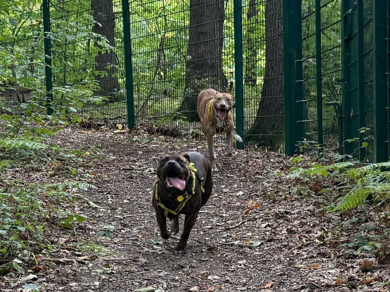 Staffordshire Bull Terrier for adoption in Chestfield, Kent – 11 months old