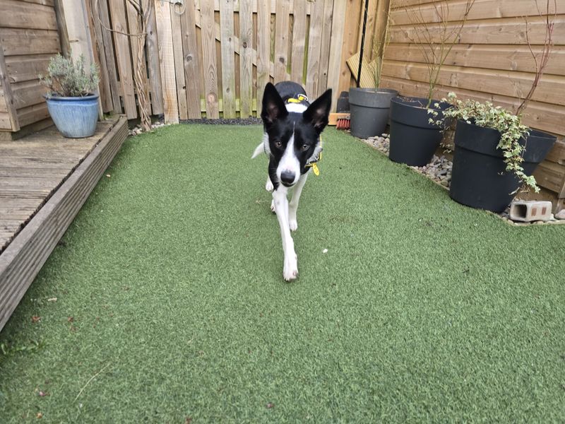 Border Collie for adoption in West Calder, West Lothian – 1 year old - Image 3 of 5