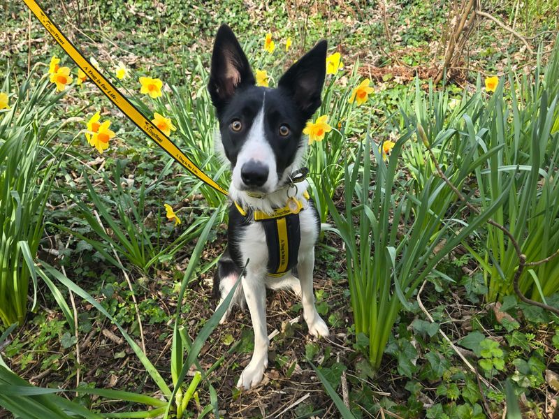 Border Collie for adoption in West Calder, West Lothian – 1 year old - Image 5 of 5