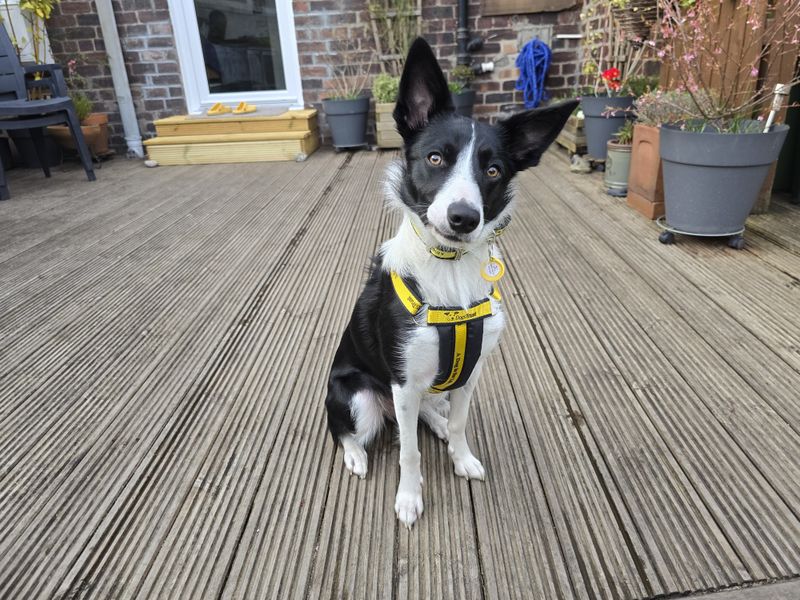 Border Collie for adoption in West Calder, West Lothian – 1 year old - Image 4 of 5
