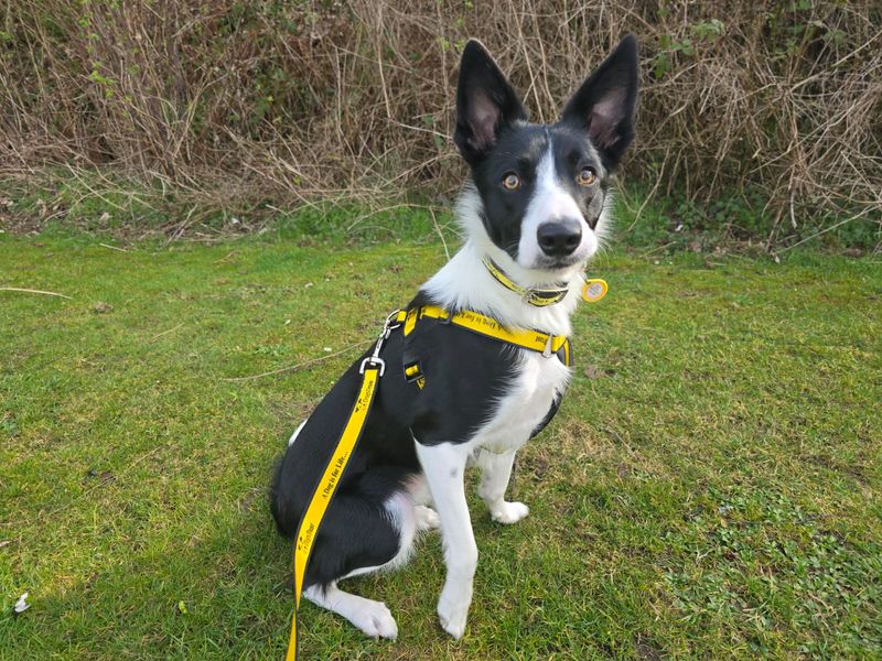 Jess for sale in West Calder, West Lothian