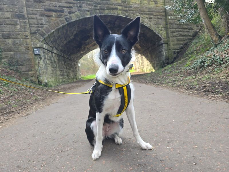 Border Collie for adoption in West Calder, West Lothian – 1 year old - Image 2 of 5
