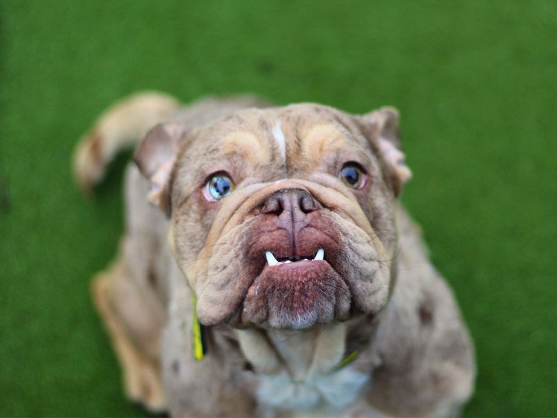 English Bulldog for adoption in Manchester, Greater Manchester – 1 year old - Image 2 of 3