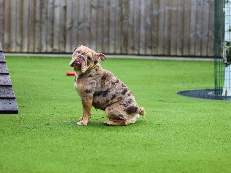 English Bulldog for adoption in Manchester, Greater Manchester – 1 year old - Image 3 of 3