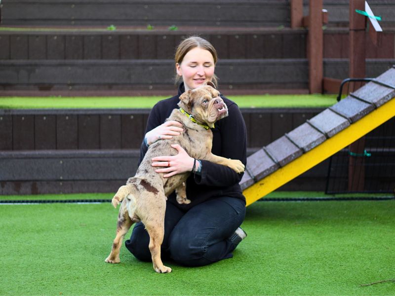 English Bulldog for adoption in Manchester, Greater Manchester – 1 year old