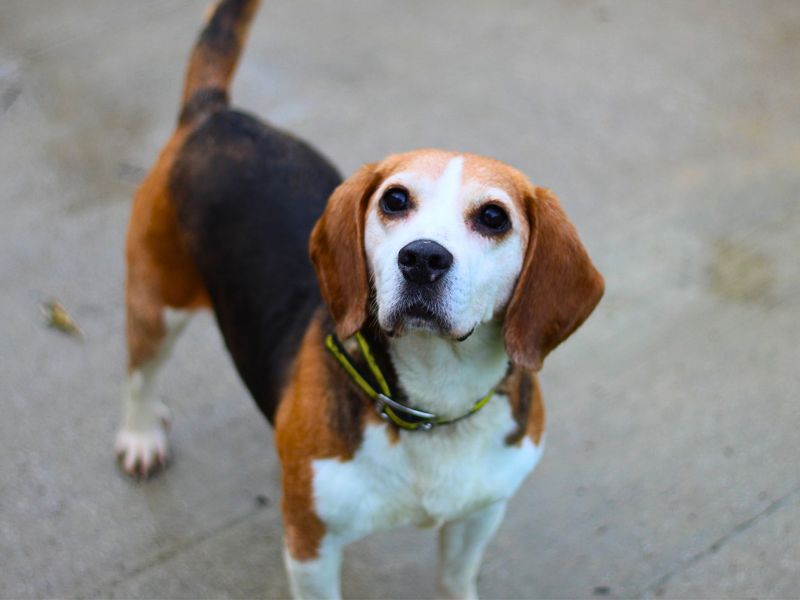 Bella for sale in Manchester, Greater Manchester