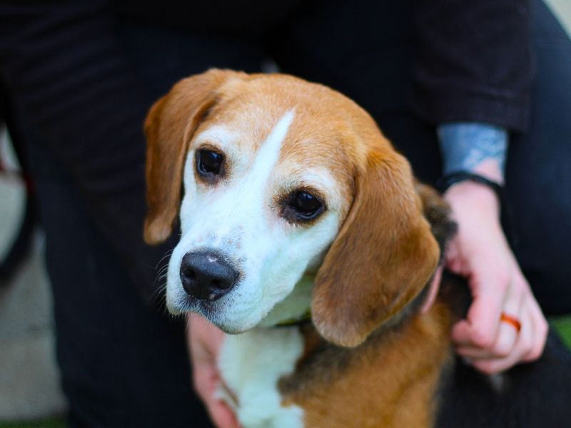 Bella for sale in Manchester, Greater Manchester | Image 3
