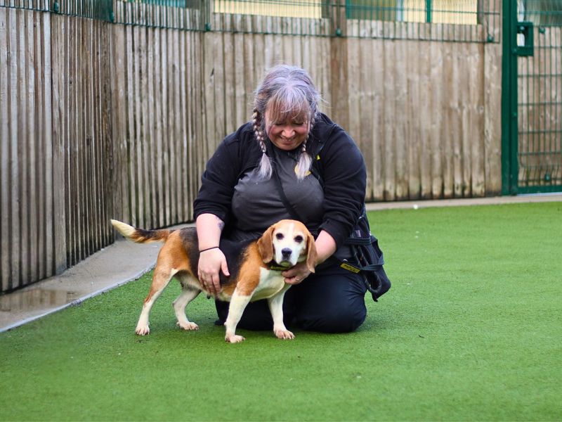 Bella for sale in Manchester, Greater Manchester | Image 2