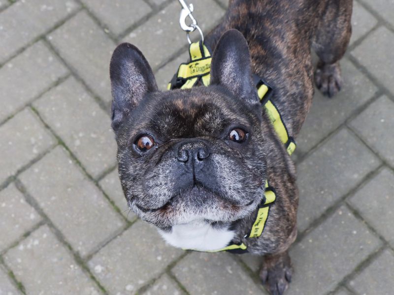 Bernard for sale in Evesham, Worcestershire | Image 3