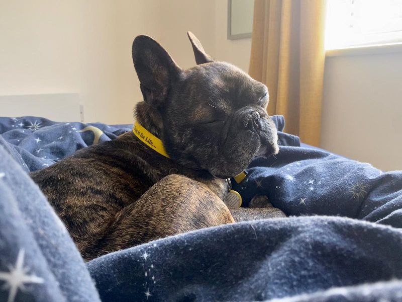 Bernard | French Bulldog | Evesham (Worcestershire) - 1
