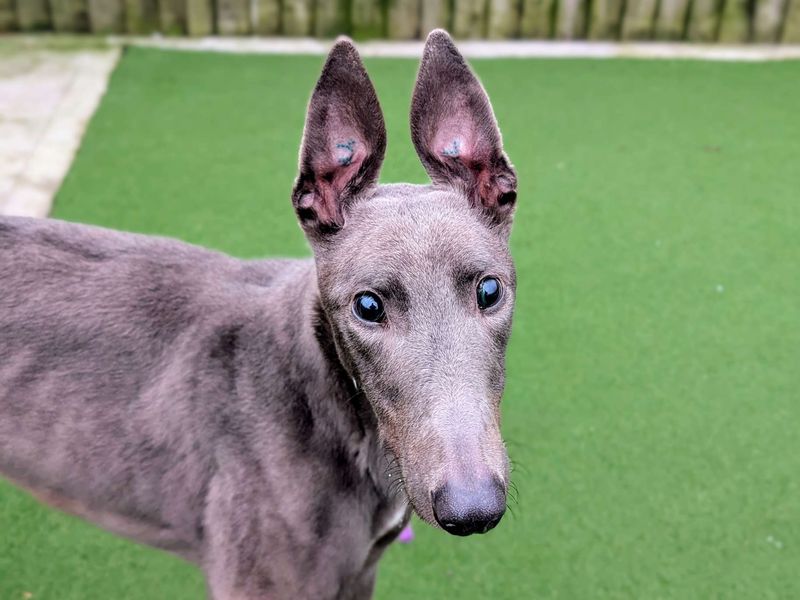 Greyhound for adoption in Cardiff, Glamorgan – 3 years old - Image 1 of 5