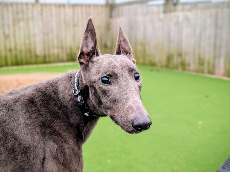 Greyhound for adoption in Cardiff, Glamorgan – 3 years old - Image 2 of 5