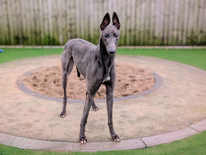 Greyhound for adoption in Cardiff, Glamorgan – 3 years old - Image 3 of 5