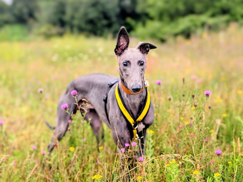 Wonder | Greyhound | Cardiff - 1