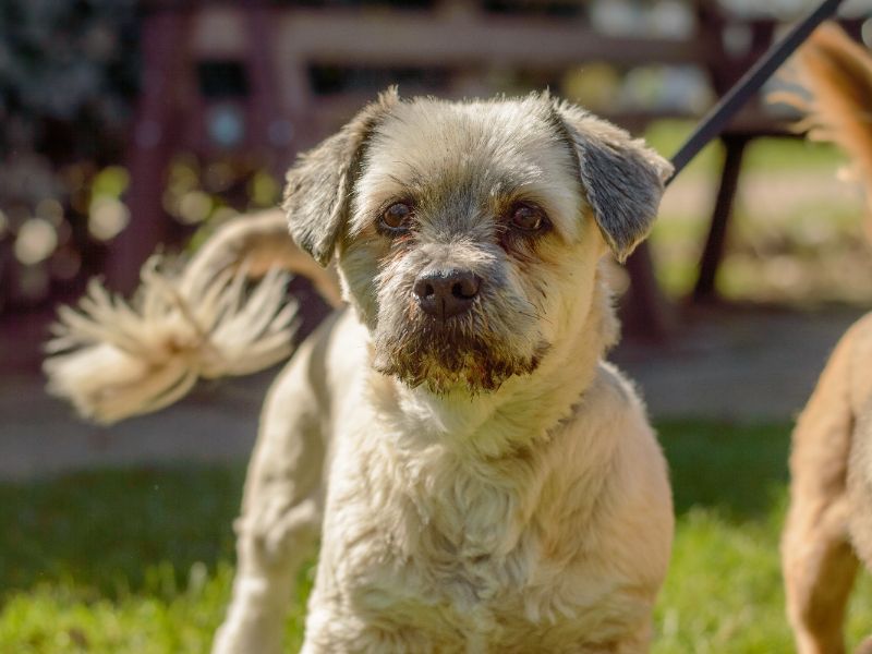 Jack Russell Terrier for adoption in Kenilworth, Warks – 12 years old - Image 6 of 7
