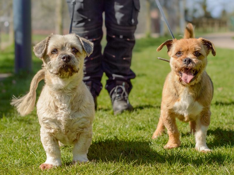 Jack Russell Terrier for adoption in Kenilworth, Warks – 12 years old - Image 2 of 7