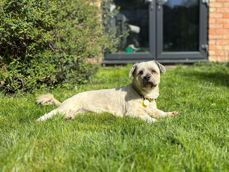 Biscuit for sale in Kenilworth, Warks
