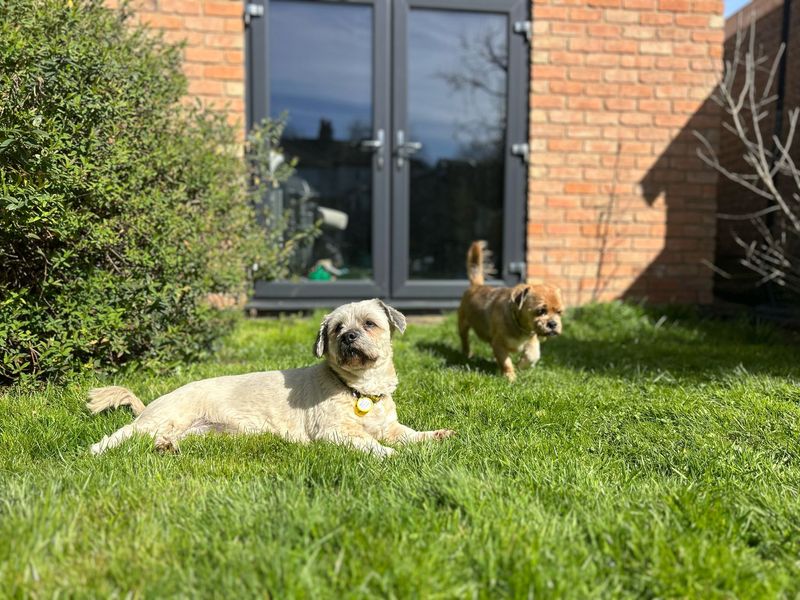 Jack Russell Terrier for adoption in Kenilworth, Warks – 12 years old - Image 7 of 7