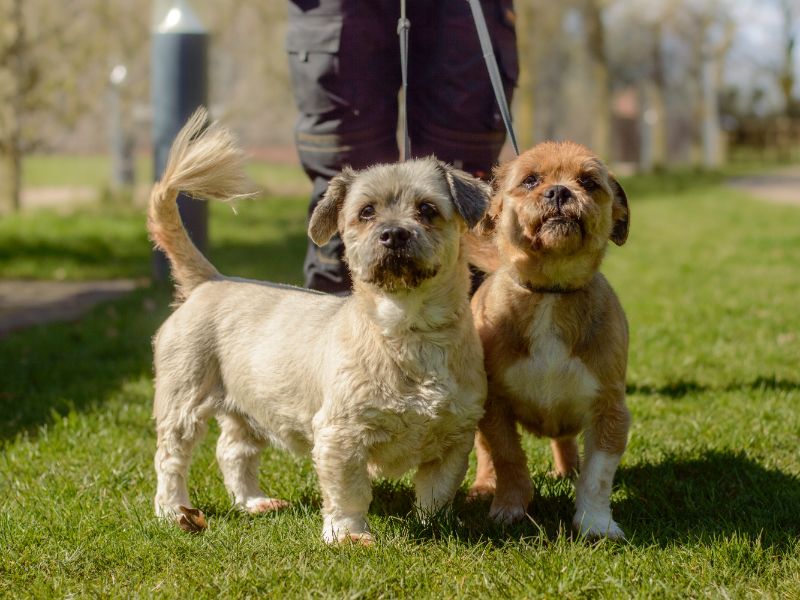 Jack Russell Terrier for adoption in Kenilworth, Warks – 11 years old - Image 4 of 7