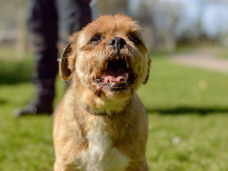 Jasper for sale in Kenilworth, Warks